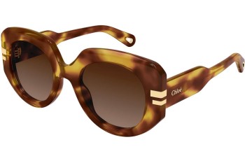 Solbriller Chloe CH0257S 002 Rund Havana